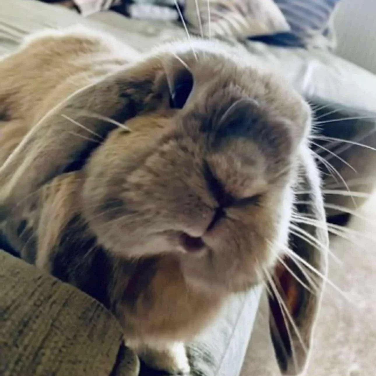 Fluffy lop-eared rabbit resting on a cozy sofa, soft fur and long whiskers close-up