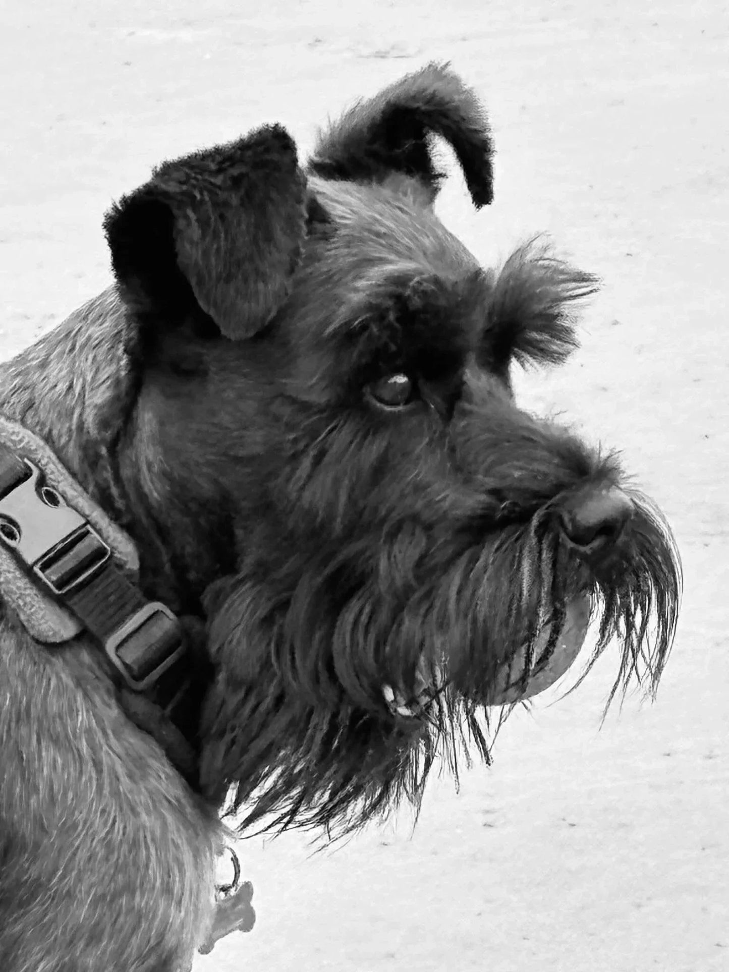 Black and white portrait of a Schnauzer dog with a textured coat and expressive eyes.