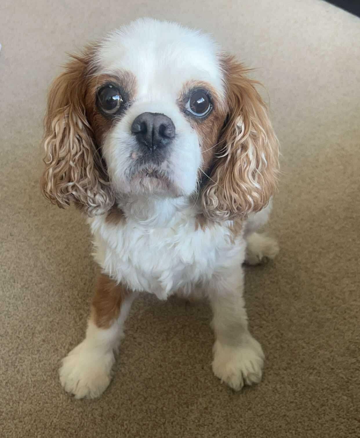 Cavalier King Charles Spaniel with fluffy ears sitting on beige carpet, looking up attentively