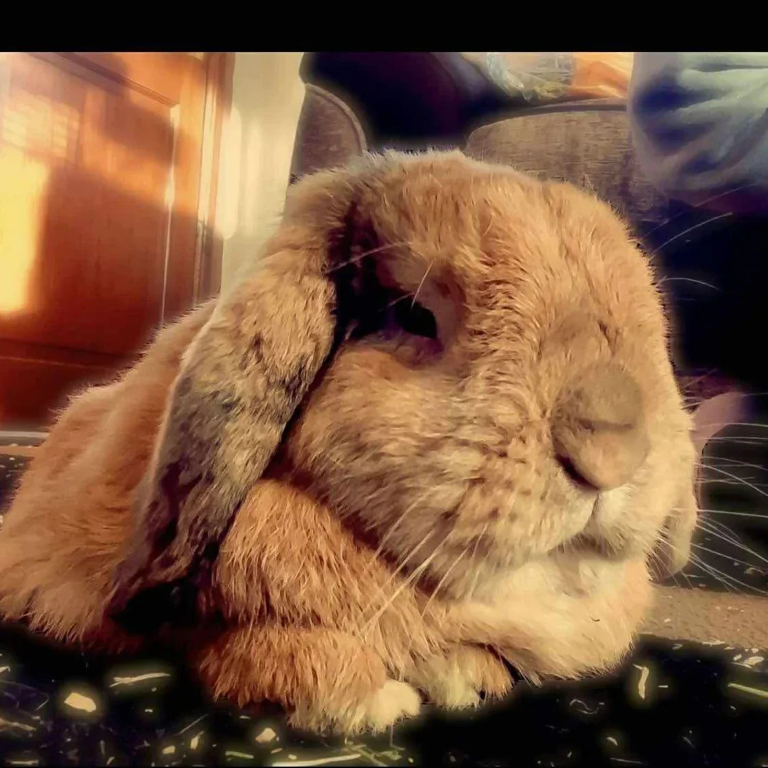Fluffy brown lop-eared rabbit resting indoors with soft sunlight