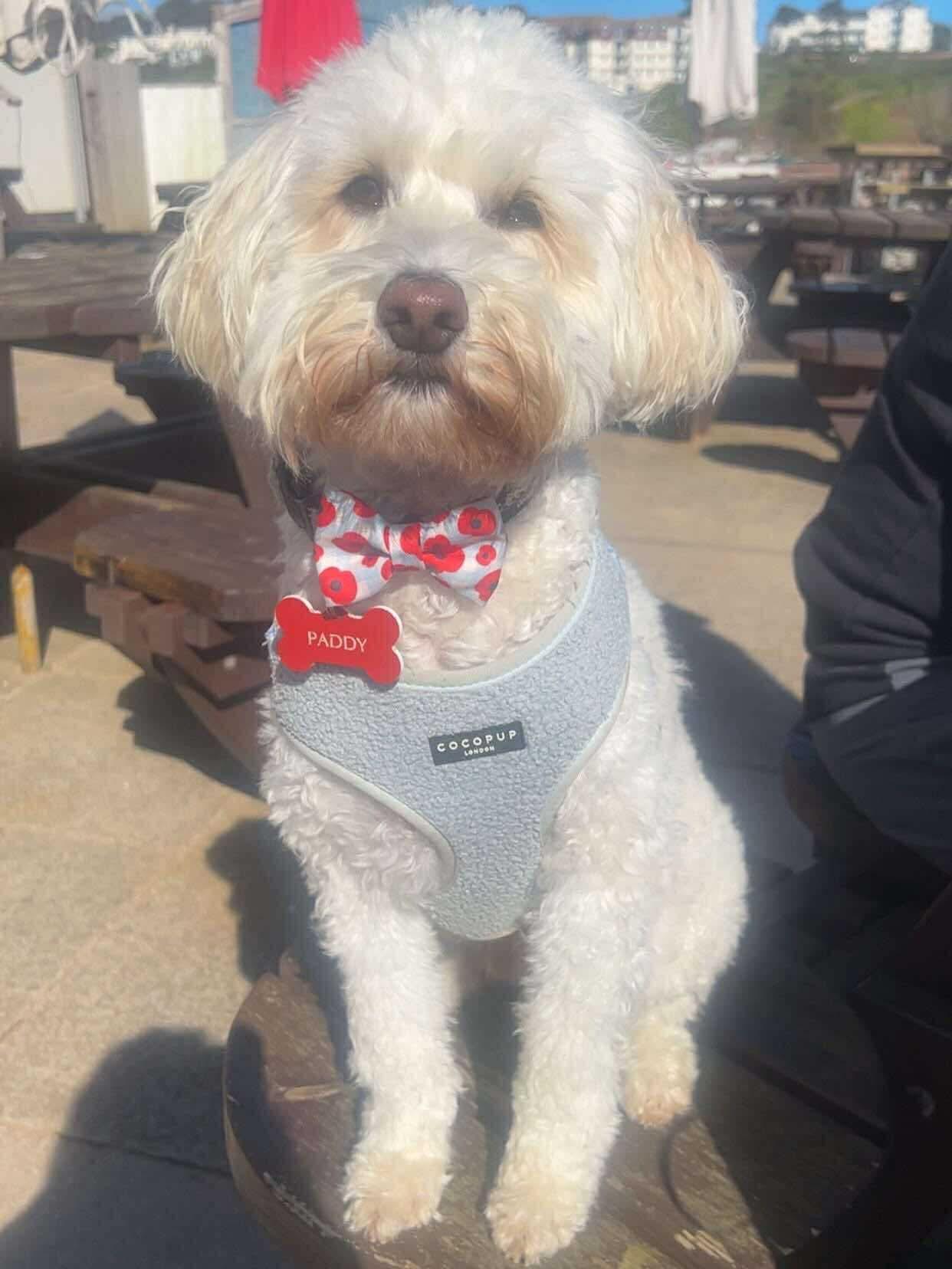 Fluffy white dog named Paddy wearing red poppy bow tie and grey harness, sitting outdoors on wooden table.