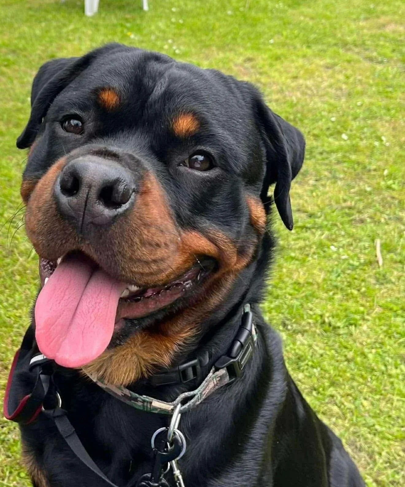 Happy Rottweiler dog with tongue out, wearing a collar, sitting on grass