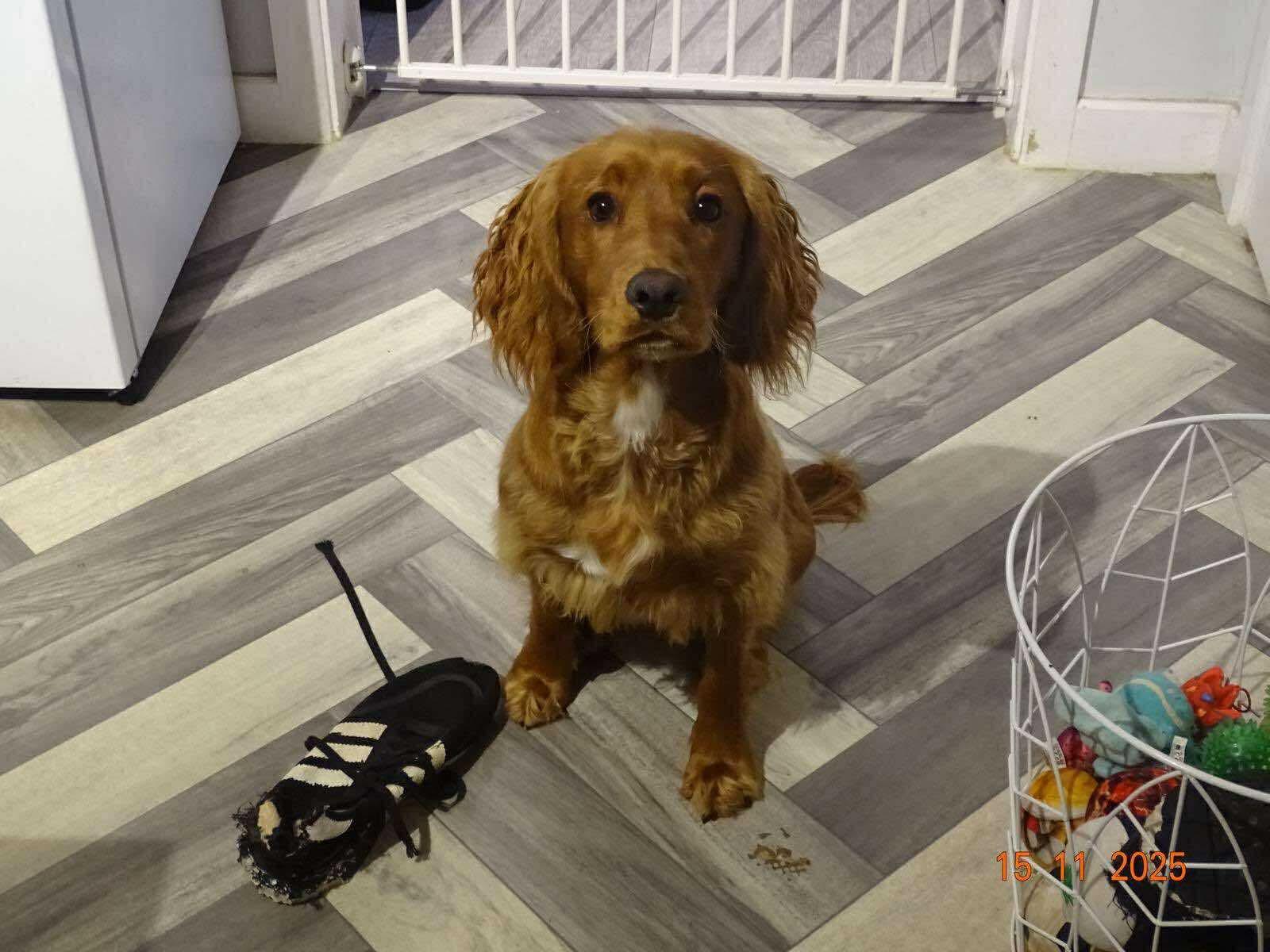 Cute brown dog sitting on herringbone floor beside chewed shoe and toy basket