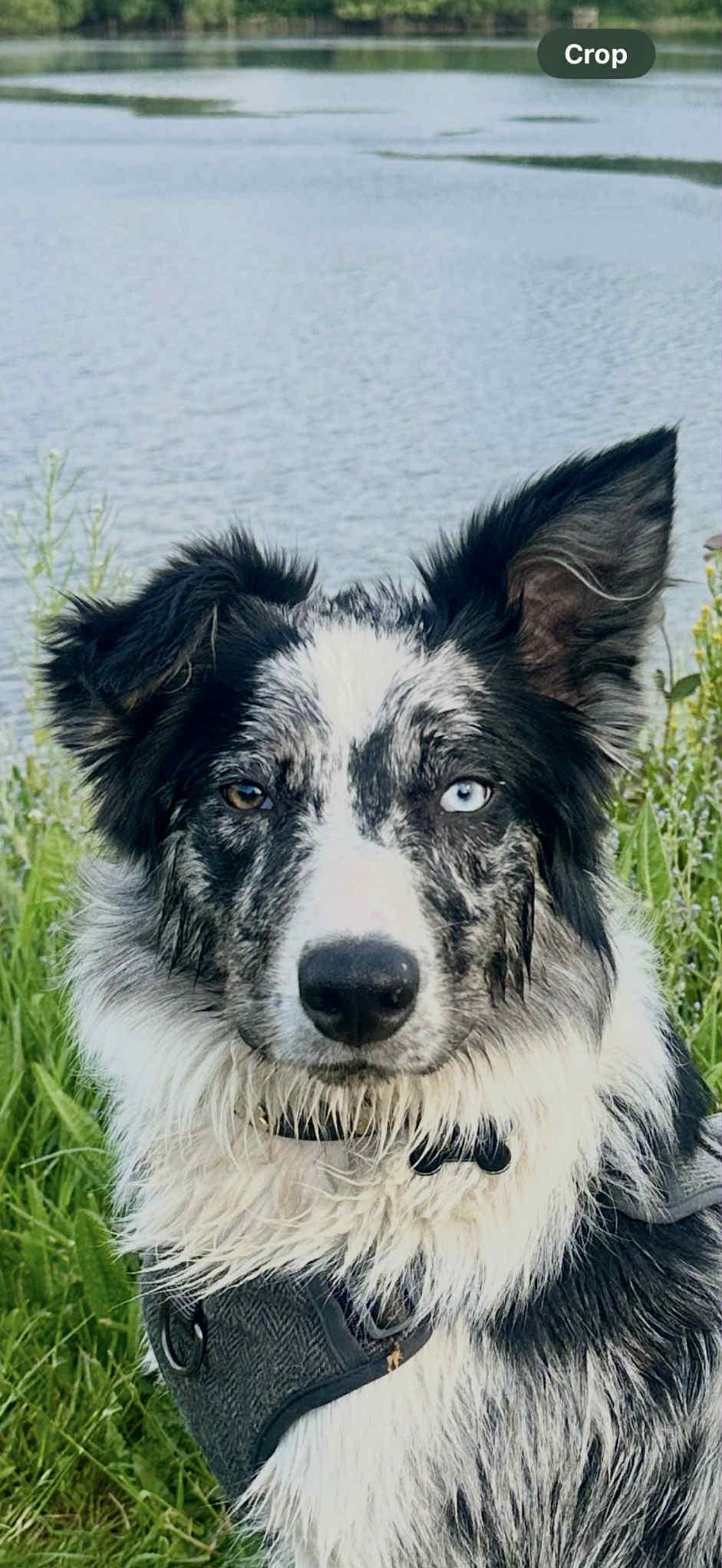 Black and white merle dog with heterochromia by a lake, wearing a harness