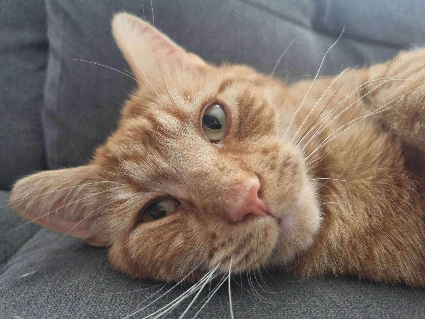 Ginger cat with green eyes resting on a grey sofa, looking up curiously
