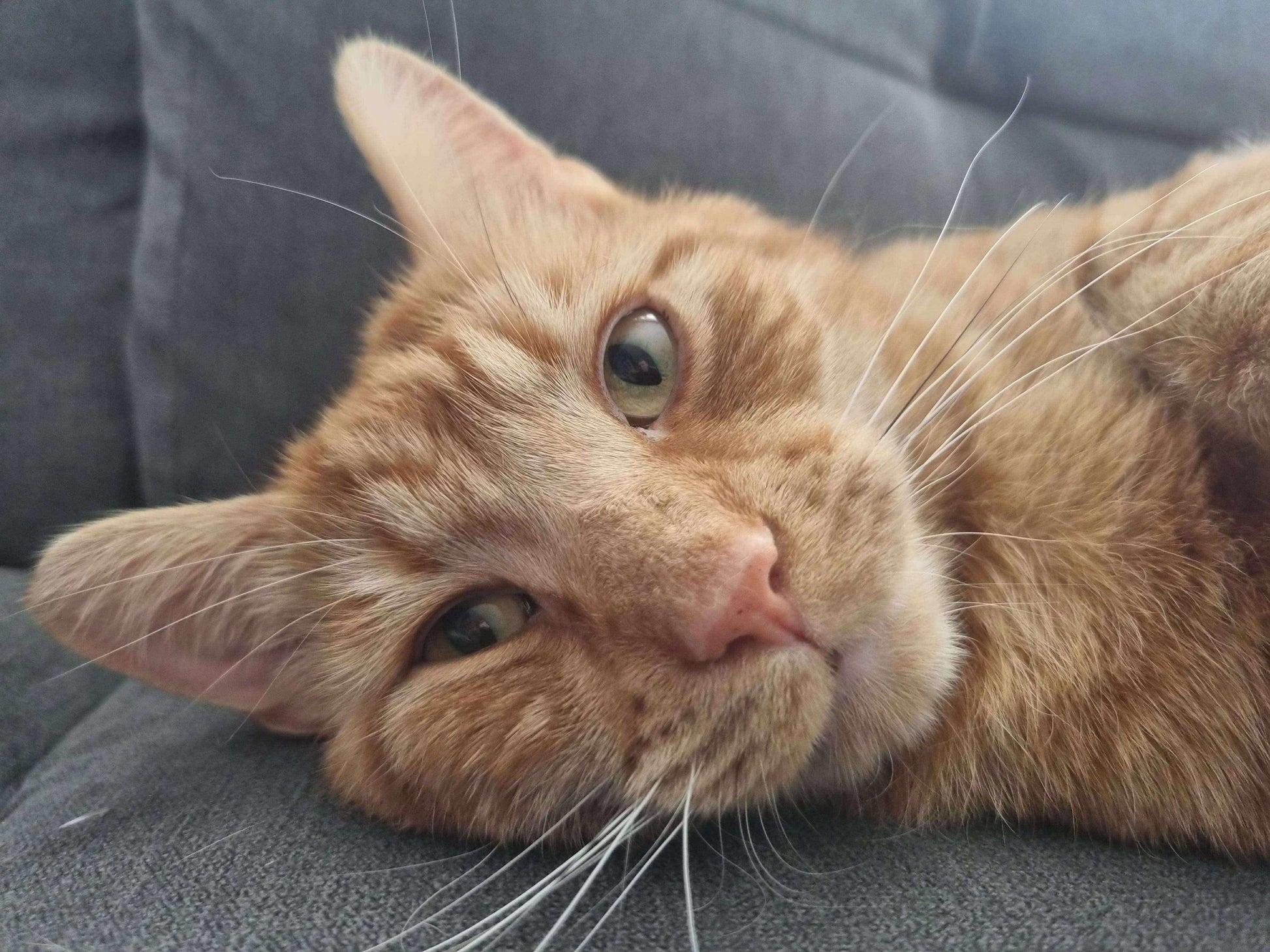 Ginger cat with green eyes resting on a grey sofa, looking up curiously