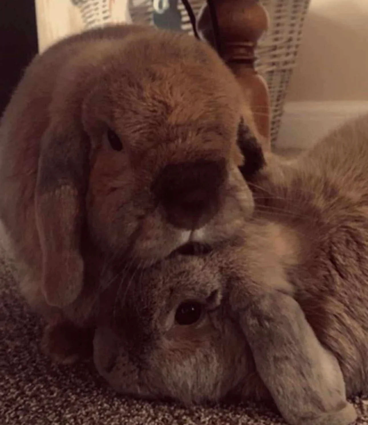 Two fluffy lop-eared rabbits snuggling closely on a carpeted floor, one resting its head on the other.