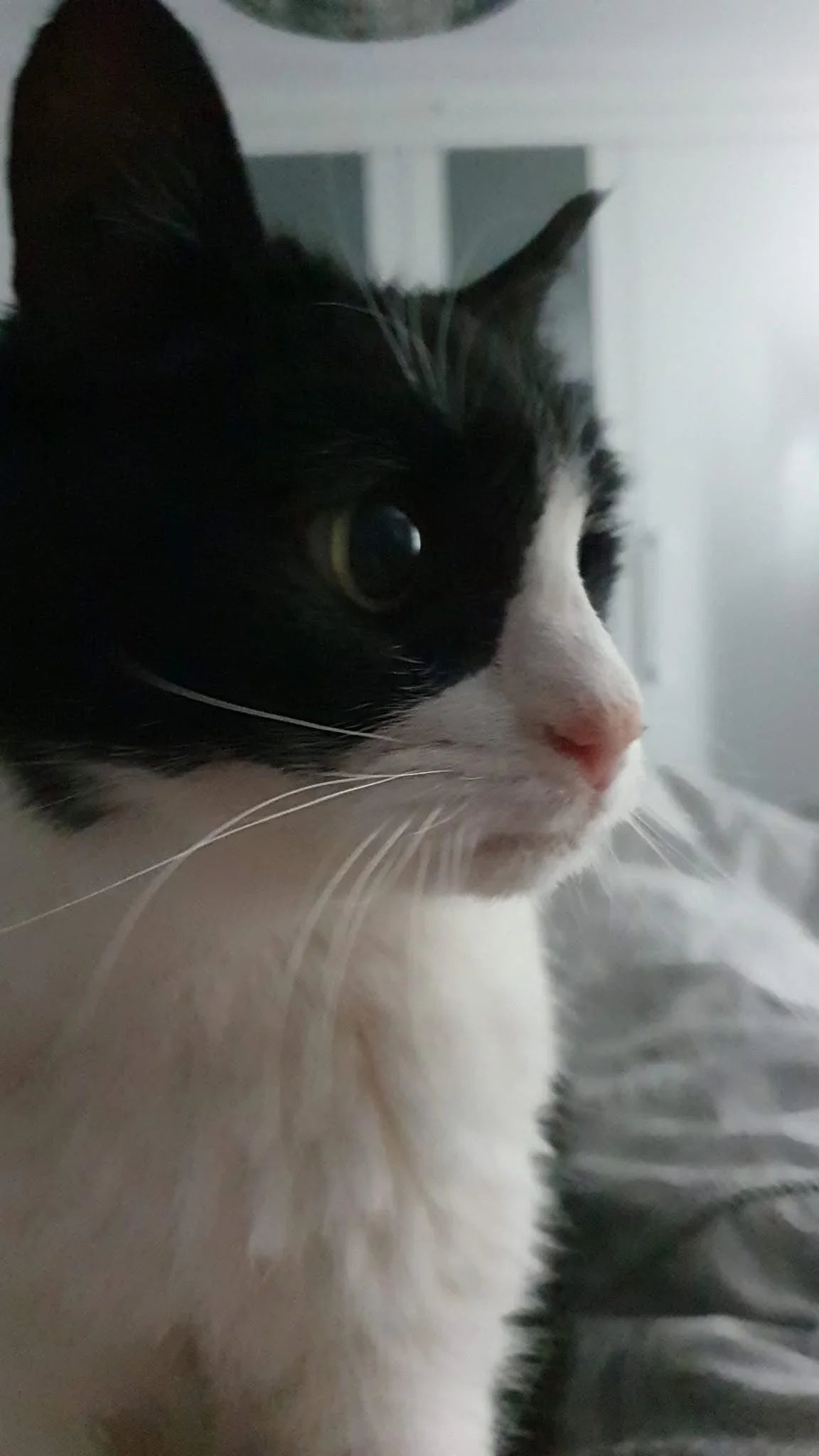 Black and white cat with striking eyes, gazing thoughtfully indoors